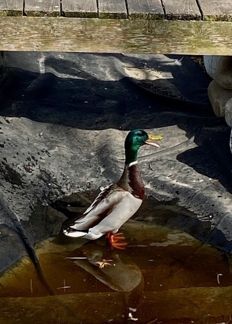 Ducks in yard